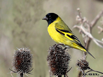 CABECITANEGRA (Spinus magellanicus)  - Paso Pache-CANELONES (Junio 2012)